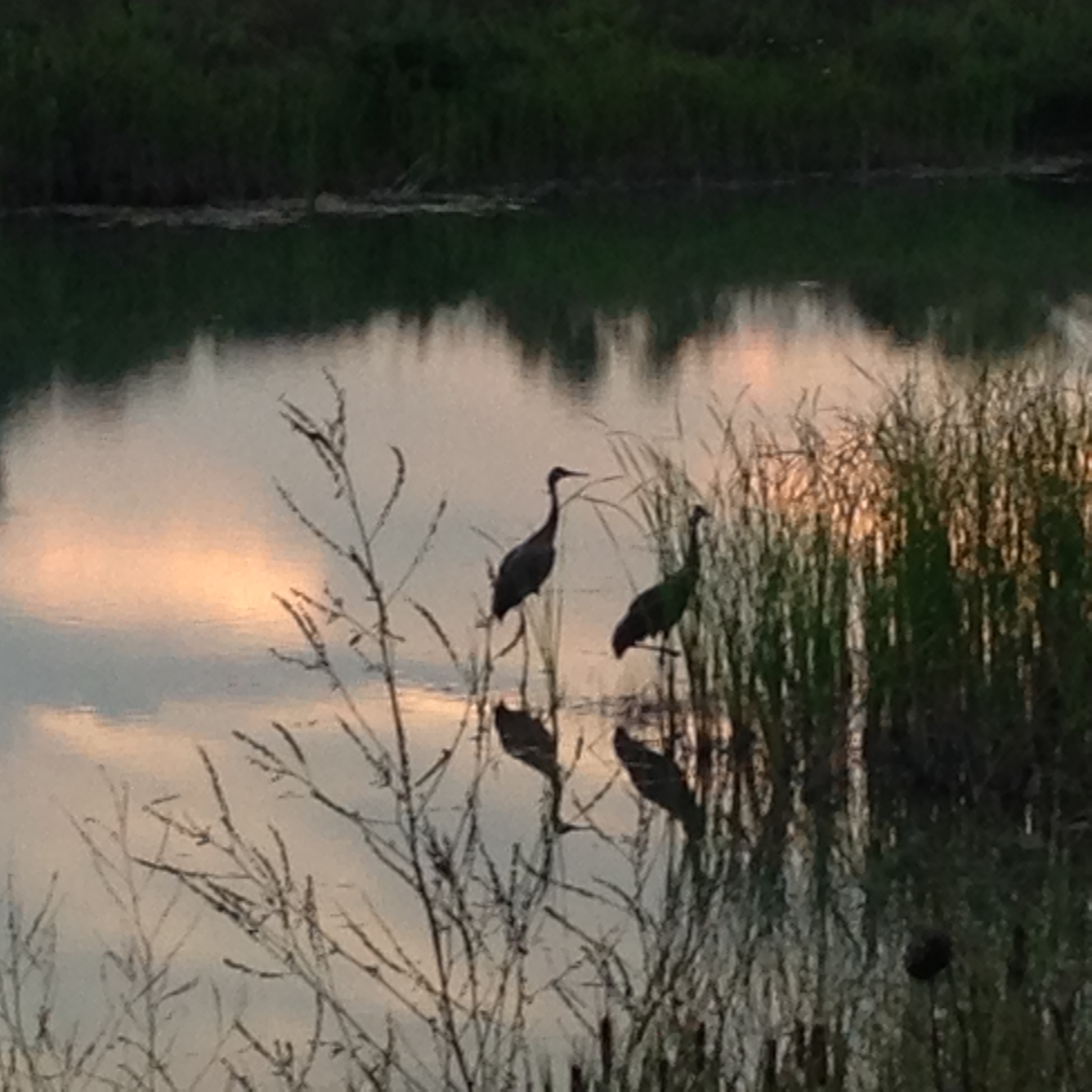 water quality photo wading birds