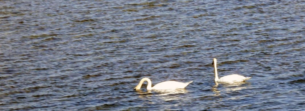 Silver Lake in Kenosha, WI - Swans Visiting the Lake