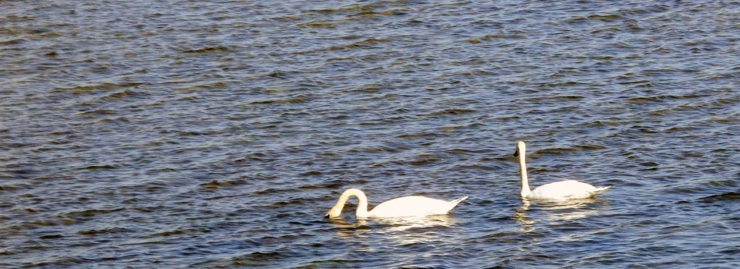 Silver Lake in Kenosha, WI - Swans Visiting the Lake Silver Lake in Kenosha, WI - Swans Visiting the Lake